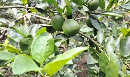 Odisha: Angul lemons exported to US, farmers reap higher profits | Odisha: Angul lemons exported to US, farmers reap higher profits