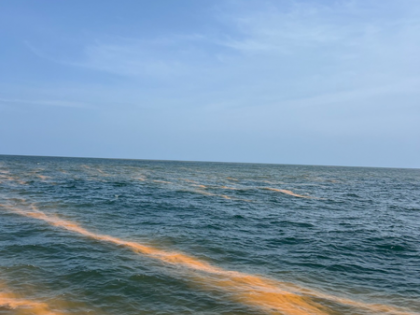 Monsoon runoff, coastal changes trigger bioluminescent red tides off Kerala: CMFRI | Monsoon runoff, coastal changes trigger bioluminescent red tides off Kerala: CMFRI