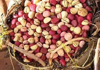 Gujarat: Groundnut sowing hits record 125 pc | Gujarat: Groundnut sowing hits record 125 pc Gujarat: Groundnut sowing hits record 125 pc | Gujarat: Groundnut sowing hits record 125 pc