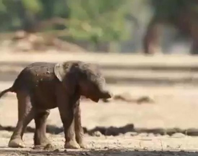 Animal welfare groups oppose baby elephant’s transfer from Uttarkhand to Tirunelveli temple | Animal welfare groups oppose baby elephant’s transfer from Uttarkhand to Tirunelveli temple Animal welfare groups oppose baby elephant’s transfer from Uttarkhand to Tirunelveli temple | Animal welfare groups oppose baby elephant’s transfer from Uttarkhand to Tirunelveli temple