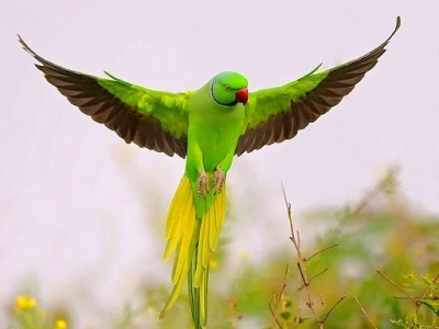 Kerala Forest Department books Kozhikode resident for keeping parrot in captivity | Kerala Forest Department books Kozhikode resident for keeping parrot in captivity Kerala Forest Department books Kozhikode resident for keeping parrot in captivity | Kerala Forest Department books Kozhikode resident for keeping parrot in captivity