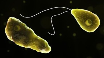 Two more die of amoebic meningoencephalitis in Kerala, including infant | Two more die of amoebic meningoencephalitis in Kerala, including infant Two more die of amoebic meningoencephalitis in Kerala, including infant | Two more die of amoebic meningoencephalitis in Kerala, including infant