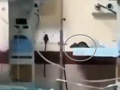 MP shocker: Rodents bite two newborn babies in ICU, one dies | MP shocker: Rodents bite two newborn babies in ICU, one dies MP shocker: Rodents bite two newborn babies in ICU, one dies | MP shocker: Rodents bite two newborn babies in ICU, one dies