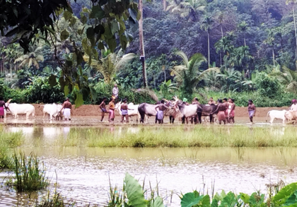 20 booked for illegal bull race in Thiruvananthapuram | 20 booked for illegal bull race in Thiruvananthapuram 20 booked for illegal bull race in Thiruvananthapuram | 20 booked for illegal bull race in Thiruvananthapuram