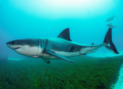 Man killed in shark attack at Sydney beach | Man killed in shark attack at Sydney beach