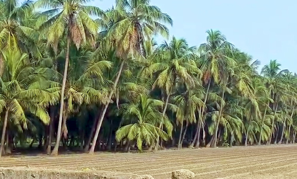 Gujarat witnesses record rise in coconut production, annual yield crosses 26 crore mark | Gujarat witnesses record rise in coconut production, annual yield crosses 26 crore mark Gujarat witnesses record rise in coconut production, annual yield crosses 26 crore mark | Gujarat witnesses record rise in coconut production, annual yield crosses 26 crore mark