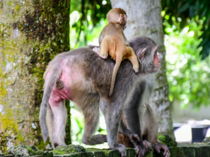 Darjeeling civic body imposes ban on feeding monkeys within town area | Darjeeling civic body imposes ban on feeding monkeys within town area Darjeeling civic body imposes ban on feeding monkeys within town area | Darjeeling civic body imposes ban on feeding monkeys within town area