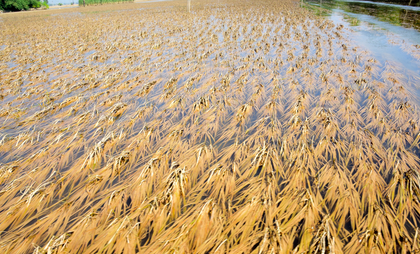 Punjab to provide two lakh quintal wheat seeds to flood-hit farmers | Punjab to provide two lakh quintal wheat seeds to flood-hit farmers