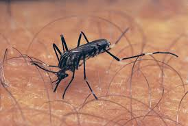 Greece reports 75 West Nile virus infections, five deaths | Greece reports 75 West Nile virus infections, five deaths Greece reports 75 West Nile virus infections, five deaths | Greece reports 75 West Nile virus infections, five deaths