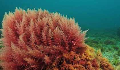 India can tap algae for rare earth extraction, says expert | India can tap algae for rare earth extraction, says expert