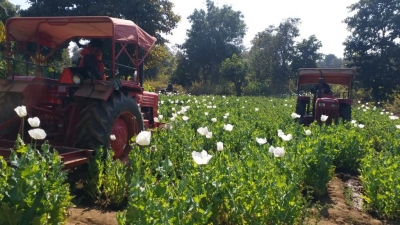 Centre paves way for more farmers to benefit from opium poppy cultivation | Centre paves way for more farmers to benefit from opium poppy cultivation