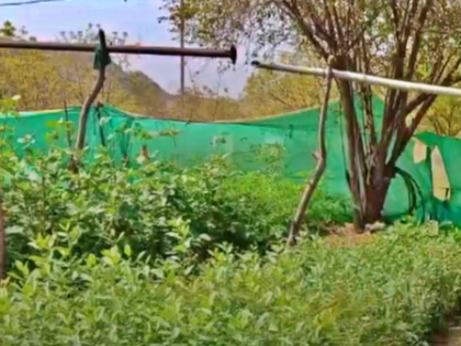 UP to observe ‘Seva Parv’ from Sep 17 to Oct 2; over 15 lakh saplings to be planted   | UP to observe ‘Seva Parv’ from Sep 17 to Oct 2; over 15 lakh saplings to be planted  