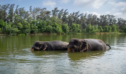SC to hear tomorrow PIL seeking probe into 'unlawful captivity of elephants' at Vantara | SC to hear tomorrow PIL seeking probe into 'unlawful captivity of elephants' at Vantara SC to hear tomorrow PIL seeking probe into 'unlawful captivity of elephants' at Vantara | SC to hear tomorrow PIL seeking probe into 'unlawful captivity of elephants' at Vantara