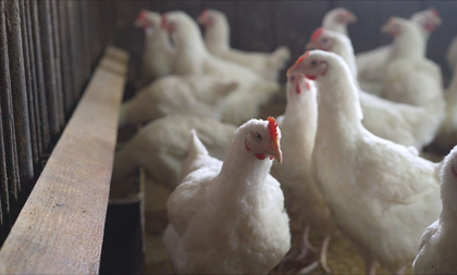 US confirms highly pathogenic avian flu in Nebraska dairy herd | US confirms highly pathogenic avian flu in Nebraska dairy herd