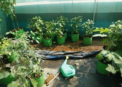 Coimbatore Corporation to launch rooftop garden as part of green drive | Coimbatore Corporation to launch rooftop garden as part of green drive Coimbatore Corporation to launch rooftop garden as part of green drive | Coimbatore Corporation to launch rooftop garden as part of green drive