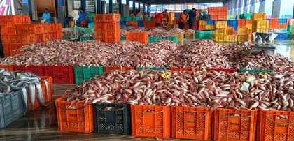 FAO, Bay of Bengal nations to prepare action plans for small scale fisheries | FAO, Bay of Bengal nations to prepare action plans for small scale fisheries