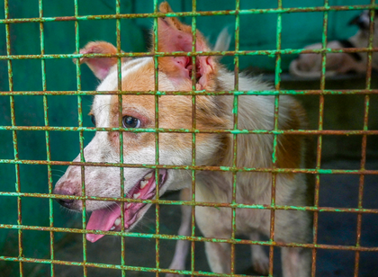 Chennai Corporation to set up holding facility for aggressive, rabid dogs | Chennai Corporation to set up holding facility for aggressive, rabid dogs
