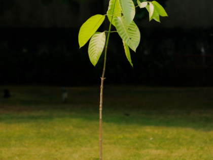King Charles gifts Kadamb tree sapling to PM Modi on his 75th birthday | King Charles gifts Kadamb tree sapling to PM Modi on his 75th birthday