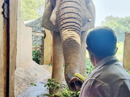 Probe ordered into death of Delhi zoo's African elephant | Probe ordered into death of Delhi zoo's African elephant