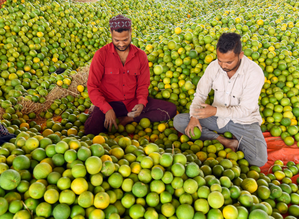 Clean Plant Programme to strengthen India’s horticulture, empower farmers | Clean Plant Programme to strengthen India’s horticulture, empower farmers