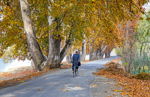 Golden yellow season arrives in Kashmir as countryside turns magical with colours, Cicada’s whine | Golden yellow season arrives in Kashmir as countryside turns magical with colours, Cicada’s whine