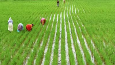 TNCSC to open 40 paddy procurement centres in Madurai as Kuruvai harvest begins | TNCSC to open 40 paddy procurement centres in Madurai as Kuruvai harvest begins