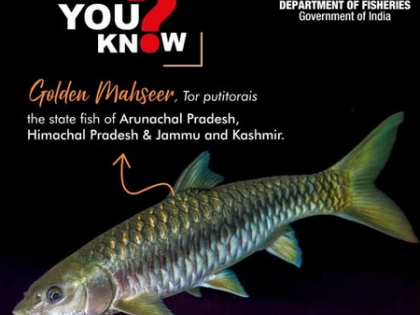 Himachal breeds record number of golden mahseer in captivity | Himachal breeds record number of golden mahseer in captivity