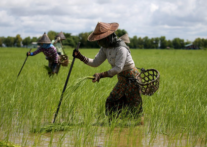 Myanmar to increase rice exports in second half of FY25-26 | Myanmar to increase rice exports in second half of FY25-26
