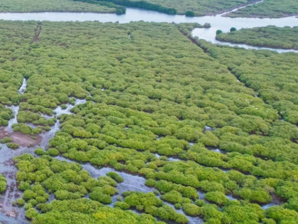 TN to restore mangroves with direct World Bank funding to village councils | TN to restore mangroves with direct World Bank funding to village councils TN to restore mangroves with direct World Bank funding to village councils | TN to restore mangroves with direct World Bank funding to village councils