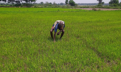 Fertiliser shortage forces Samba farmers in TN's Tiruchi to rely on private traders | Fertiliser shortage forces Samba farmers in TN's Tiruchi to rely on private traders Fertiliser shortage forces Samba farmers in TN's Tiruchi to rely on private traders | Fertiliser shortage forces Samba farmers in TN's Tiruchi to rely on private traders