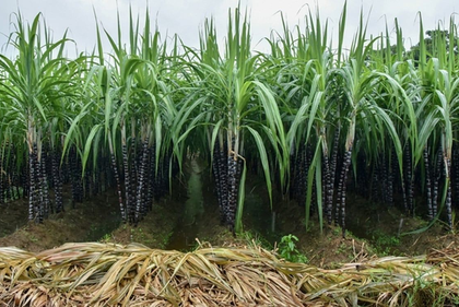 Sugarcane loses ground in TN's Namakkal as farmers take to high-return crops | Sugarcane loses ground in TN's Namakkal as farmers take to high-return crops
