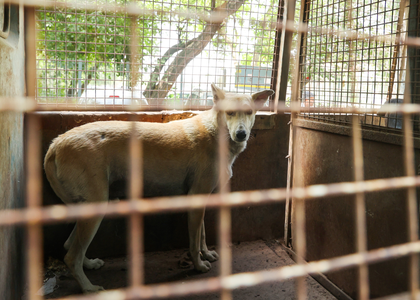 Chennai Corporation to build shelters for rabies-affected, aggressive dogs | Chennai Corporation to build shelters for rabies-affected, aggressive dogs