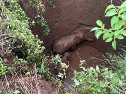 Two elephants trapped in 25-foot well in Jharkhand’s Ramgarh, rescue ops underway | Two elephants trapped in 25-foot well in Jharkhand’s Ramgarh, rescue ops underway
