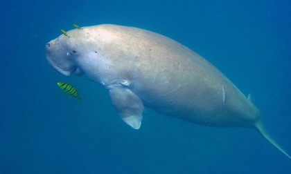 Stalin welcomes global recognition for India’s first Dugong sanctuary | Stalin welcomes global recognition for India’s first Dugong sanctuary