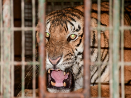 Madhya Pradesh govt to translocate tigers to Rajasthan, Odisha and Chhattisgarh | Madhya Pradesh govt to translocate tigers to Rajasthan, Odisha and Chhattisgarh