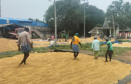 Delta farmers urge Stalin govt to raise moisture limit for paddy procurement | Delta farmers urge Stalin govt to raise moisture limit for paddy procurement Delta farmers urge Stalin govt to raise moisture limit for paddy procurement | Delta farmers urge Stalin govt to raise moisture limit for paddy procurement