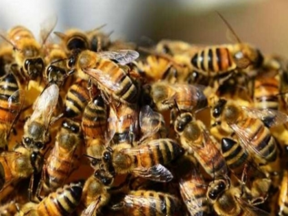 Bees attack devotees in MP temple; 8 injured persons of same family hospitalised | Bees attack devotees in MP temple; 8 injured persons of same family hospitalised