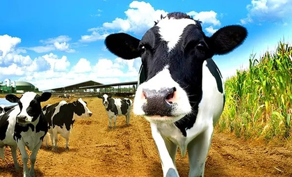 India continues to hold top position in global milk production | India continues to hold top position in global milk production