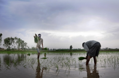 Total area sown in current kharif season in India crosses 1,120 lakh hectares | Total area sown in current kharif season in India crosses 1,120 lakh hectares