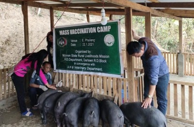 African swine fever outbreak in Mizoram: Over 9,380 pigs dead, 3,690 culled in seven months | African swine fever outbreak in Mizoram: Over 9,380 pigs dead, 3,690 culled in seven months
