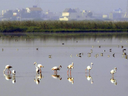 Chennai’s last wetland Pallikaranai marsh to get stringent protection after NGT crackdown | Chennai’s last wetland Pallikaranai marsh to get stringent protection after NGT crackdown