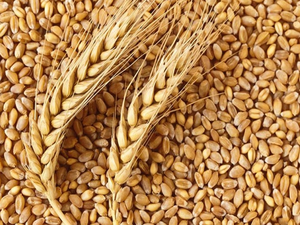 Cabinet approves hike in MSP for rabi crops | Cabinet approves hike in MSP for rabi crops