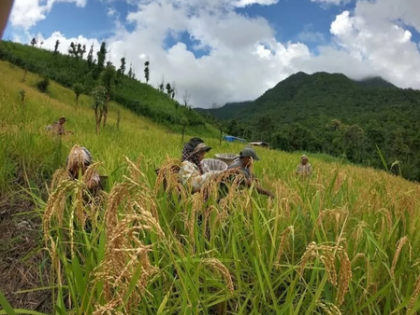 Mizoram: Rodent surge from bamboo flowering sparks crop loss fears | Mizoram: Rodent surge from bamboo flowering sparks crop loss fears