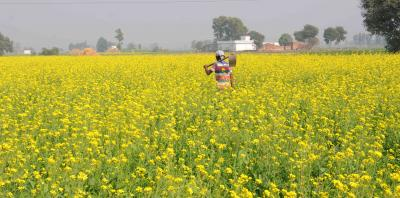 MSP hike on rabi crops shows govt commitment: Farmers | MSP hike on rabi crops shows govt commitment: Farmers