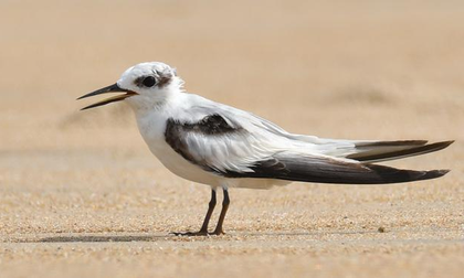 Rare coastal birds return to Chennai after four decades | Rare coastal birds return to Chennai after four decades