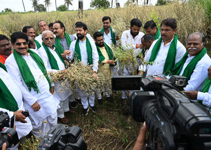 Conduct immediate crop damage survey, provide compensation: Karnataka BJP to Siddaramaiah govt | Conduct immediate crop damage survey, provide compensation: Karnataka BJP to Siddaramaiah govt