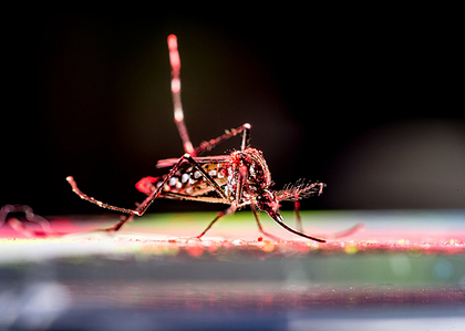 Study shows size, severity of chikungunya outbreaks unpredictable | Study shows size, severity of chikungunya outbreaks unpredictable