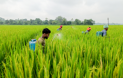 Tension at Assam-Meghalaya border eases; paddy harvesting begins after peace meeting | Tension at Assam-Meghalaya border eases; paddy harvesting begins after peace meeting