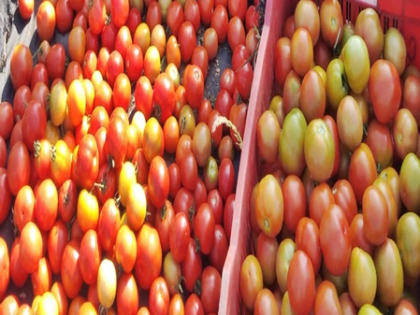 Andhra farmers throw tomatoes on roads as prices crash | Andhra farmers throw tomatoes on roads as prices crash