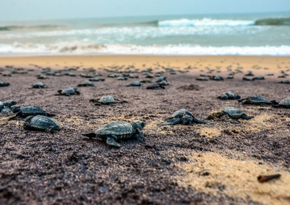 Chennai to launch elite marine patrol to safeguard coastline, sea turtles | Chennai to launch elite marine patrol to safeguard coastline, sea turtles